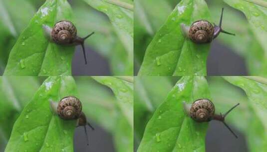 悠闲 蜗牛 缓慢爬行树叶雨水清新微距特写高清在线视频素材下载