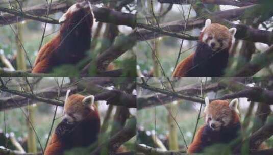 可爱的小浣熊 小熊猫特写活动高清在线视频素材下载