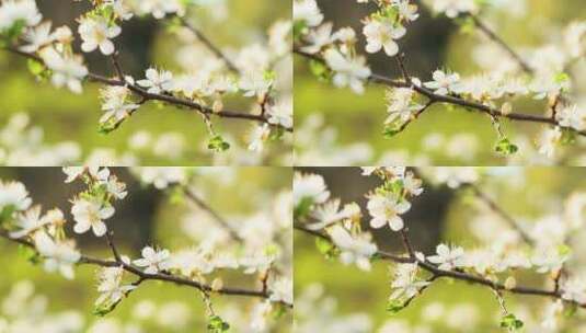 春花樱桃5高清在线视频素材下载