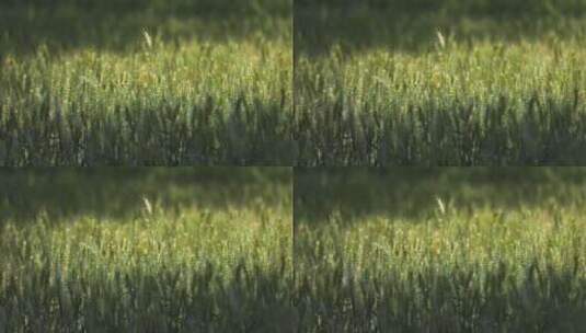 小麦灌溉喷洒高清在线视频素材下载