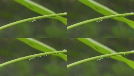 植物叶子水珠露珠特写高清在线视频素材下载