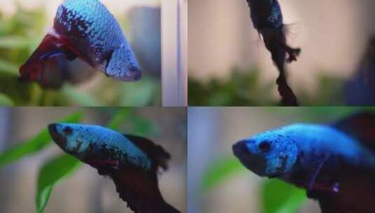 蓝色斗鱼游动的观赏鱼斗鱼高清在线视频素材下载