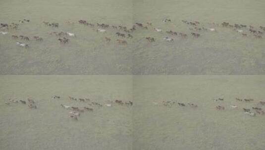 航拍内蒙古赤峰克旗大草原上秋季奔跑的马群高清在线视频素材下载