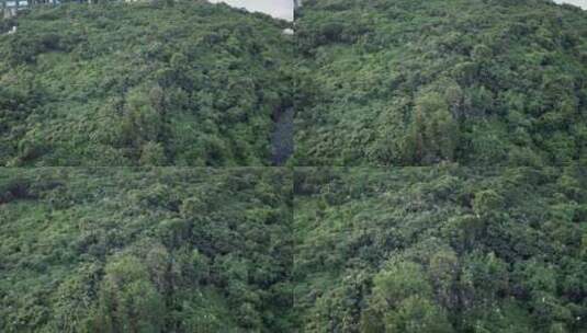 湖南岳阳东洞庭湖湿地候鸟鸟群高清在线视频素材下载