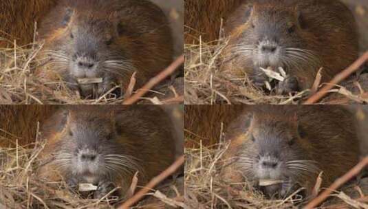 海狸鼠、食草动物、Coypu、啮齿动物高清在线视频素材下载