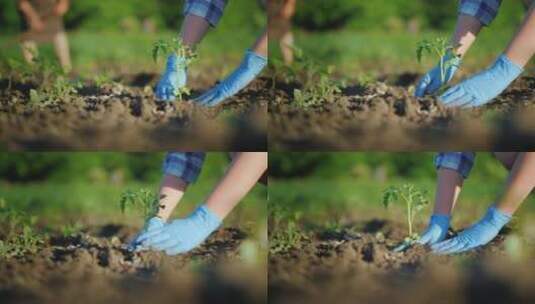 一个女人种植卷心菜幼苗高清在线视频素材下载