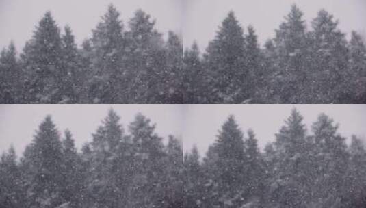 松树林里飘落的雪花高清在线视频素材下载