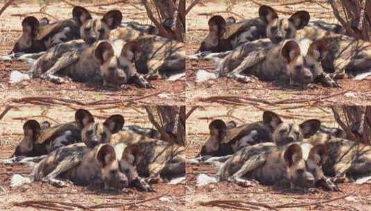 耳朵非洲野狗在大草原上高清在线视频素材下载