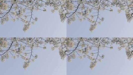 樱花花开春天高清在线视频素材下载