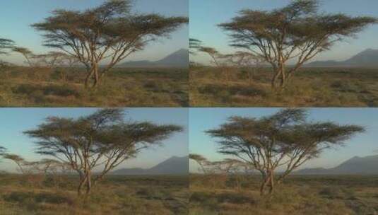 在坦桑尼亚大草原远处的梅鲁山高清在线视频素材下载