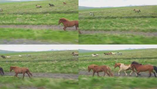 在草原上奔跑的马高清在线视频素材下载