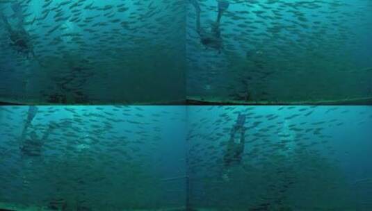 鱼群在潜水员周围游动高清在线视频素材下载