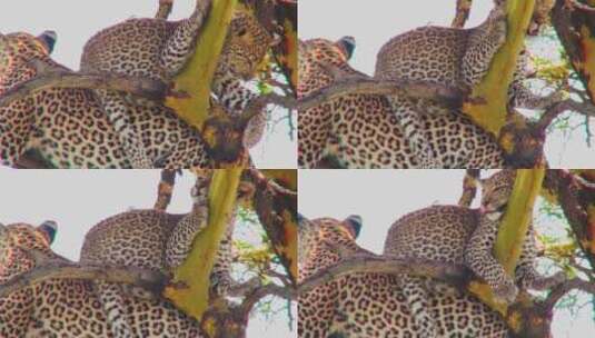 非洲豹子在休息高清在线视频素材下载