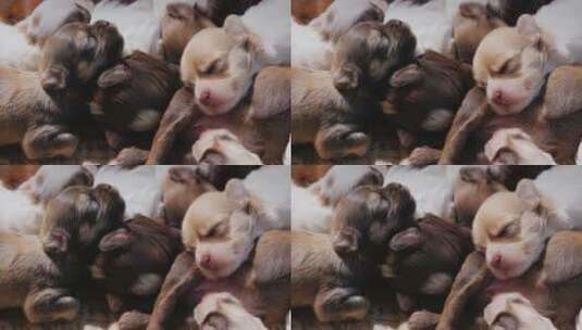 一群新生的小狗紧挨着睡高清在线视频素材下载