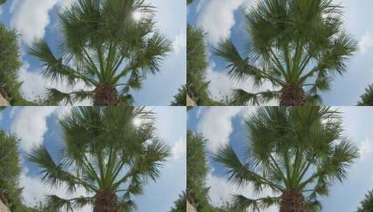 风中的棕榈树高清在线视频素材下载