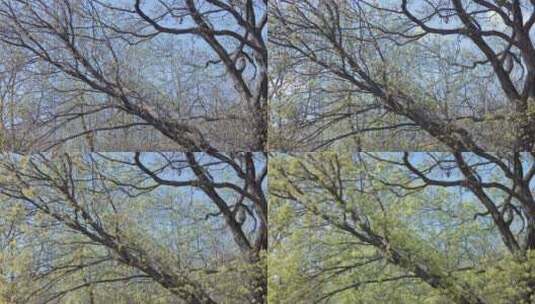 枯木发芽的延时拍摄镜头高清在线视频素材下载