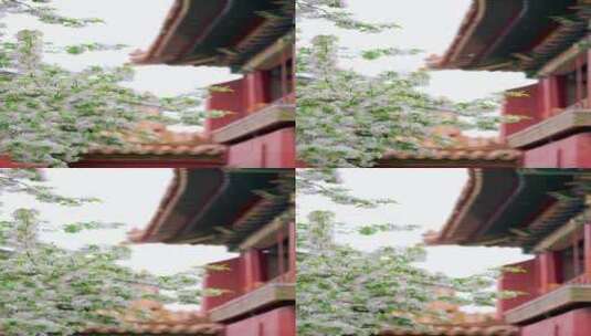 北京故宫博物院内绽放的海棠花实拍竖屏高清在线视频素材下载