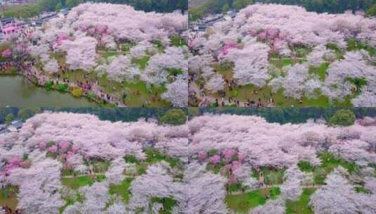 武汉东湖樱园春天樱花盛开高清在线视频素材下载