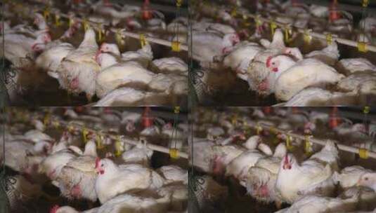 肉鸡饲养场高清在线视频素材下载