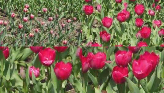 【镜头合集】花卉园艺红色郁金香高清在线视频素材下载