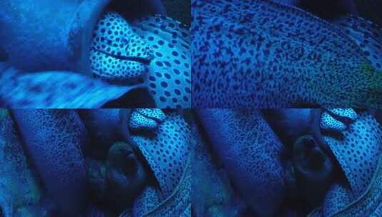 【镜头合集】恐怖深海海鳗危险神秘高清在线视频素材下载