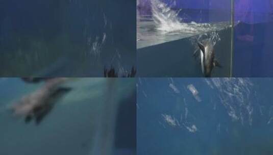 【镜头合集】水中游动的企鹅游泳高清在线视频素材下载