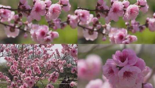 【镜头合集】微距特写鲜花桃花粉色花朵高清在线视频素材下载