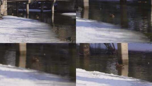 冬季结冰湖面上的水禽鸭子鸳鸯天鹅高清在线视频素材下载
