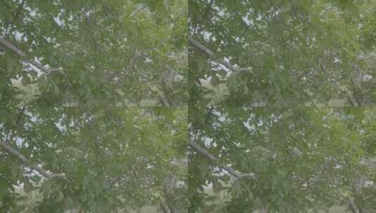 初夏绿树的叶子LOG高清在线视频素材下载