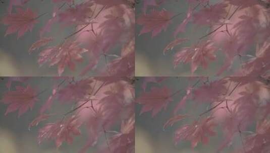 枫叶红叶LOG视频素材高清在线视频素材下载