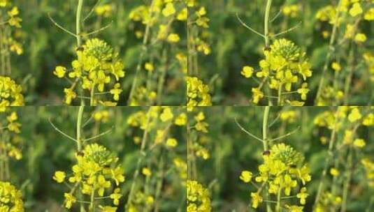 油菜花 蜜蜂采蜜 唯美油菜花高清在线视频素材下载