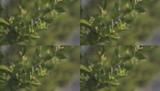 春天里的嫩芽尖高清在线视频素材下载