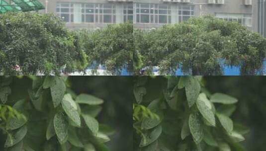 【镜头合集】下雨植物叶子滴水绿叶天空高清在线视频素材下载