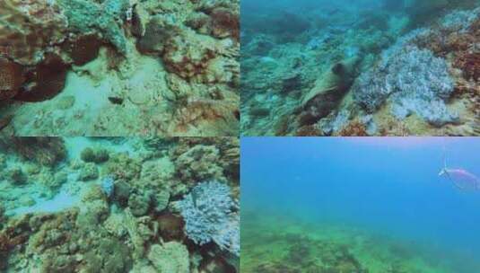海底珊瑚鱼群高清在线视频素材下载