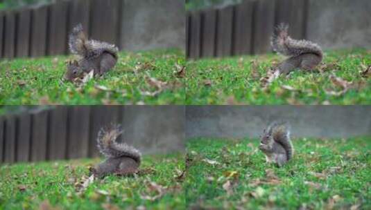 动物园草地上一只松鼠在吃东西高清在线视频素材下载
