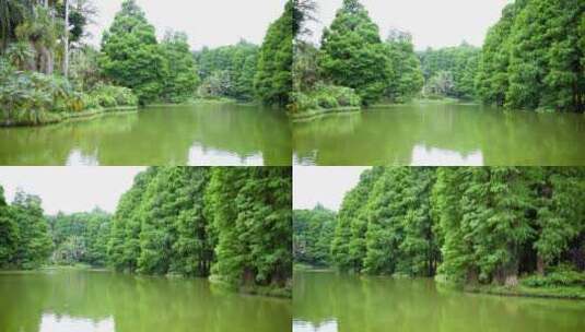 树木湖边湖水2高清在线视频素材下载