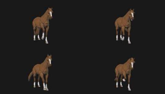 棕色的马动画高清在线视频素材下载