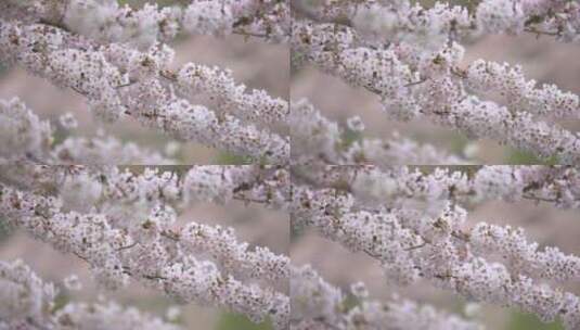 白色樱花在风中飘扬的特写镜头高清在线视频素材下载