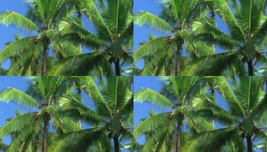 海岸椰子树高清在线视频素材下载