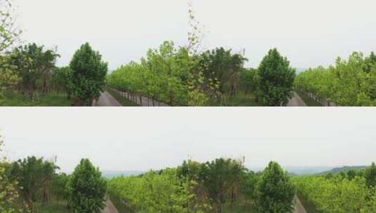 重庆广阳岛山城绿化风景高清在线视频素材下载