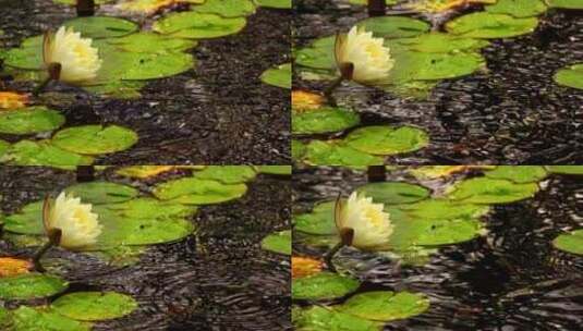 漂浮着叶子的池塘里的白莲花高清在线视频素材下载