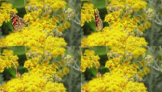 小黄花上的蝴蝶高清在线视频素材下载