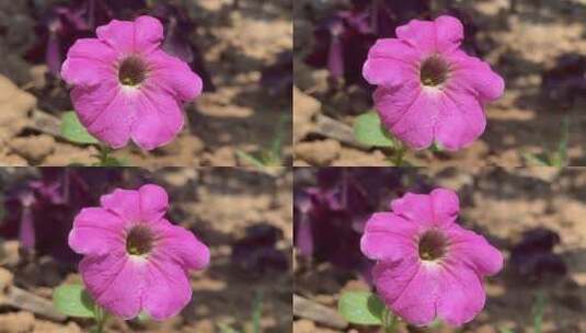 粉色矮牵牛花朵特写镜头高清在线视频素材下载