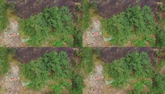 武夷山母树大红袍景区高清在线视频素材下载