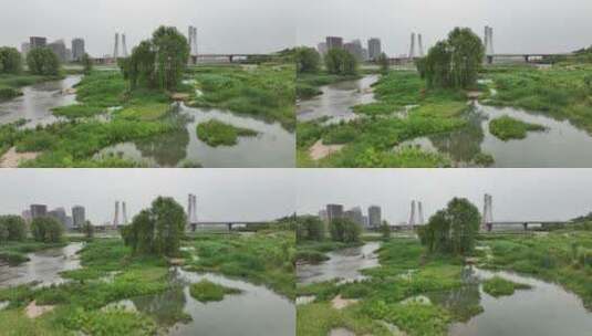 洛阳伊河伊滨区开拓桥自然绿色生态风光休闲高清在线视频素材下载