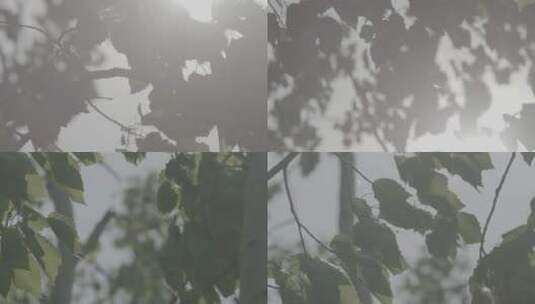 [2k][艾丽莎][灰度][升格]阳光树叶素材高清在线视频素材下载