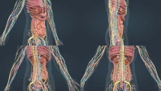消化系统人体解剖肠道肝脏神经血液三维动画高清在线视频素材下载