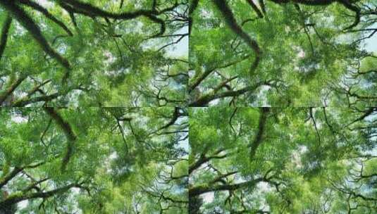 夏天阳光香樟树大树荫树林高清在线视频素材下载
