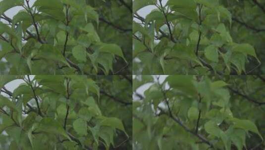 意境实拍大自然水森林雨滴森林下雨河流山水高清在线视频素材下载