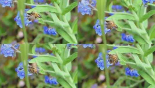 蜜蜂慢动作。特写蜜蜂授粉花慢动作高清在线视频素材下载
